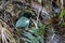 Hooded Pitta feeding baby with earth worm and ready to leave the mound nest in the next minute. Mother and babies bird