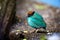 Hooded pitta, Pitta sordida, colorful passerine native to Philippines. Green bird with a black head and chestnut crown. Bird in