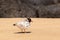 Hooded Plover in Australia