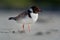 Hooded Plover - Thinornis cucullatus small shorebird - wader -on the sandy beach of Australia, Tasmania