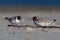 Hooded Plover - Thinornis cucullatus small shorebird - wader -on the sandy beach of Australia, Tasmania