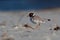 Hooded Plover - Thinornis cucullatus small shorebird - wader -on the sandy beach of Australia, Tasmania