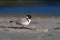 Hooded Plover - Thinornis cucullatus small shorebird - wader -on the sandy beach of Australia, Tasmania