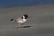 Hooded Plover - Thinornis cucullatus small shorebird - wader -on the sandy beach of Australia, Tasmania