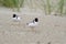 Hooded Plover - Thinornis cucullatus small shorebird - wader -on the sandy beach of Australia, Tasmania