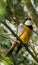 Hooded robin on a branch