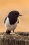 Hooded Robin in Northern Territory Australia