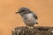 Hooded Robin in Northern Territory Australia