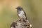 Hooded Robin in Northern Territory Australia