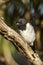 Hooded Robin in Victoria, Australia