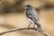 Hooded Robin in Victoria, Australia