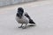 Hooded Ð¡row Corvus cornix standing on asphalt