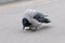 Hooded Ð¡row Corvus cornix standing on asphalt