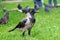 Hooded Ð¡row Corvus cornix standing on green grass