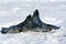 HOODED SEAL cystophora cristata, FIGHT BETWEEN MALES ON ICE FIELD, MAGDALENA ISLAND IN CANADA