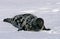 HOODED SEAL cystophora cristata, MALE ON ICE FIELD, MAGDALENA ISLAND IN CANADA