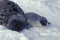 Hooded Seal, cystophora cristata, Mother and Pup laying on Ice floe, Magdalena Island in Canada