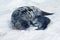 HOODED SEAL cystophora cristata, MOTHER WITH PUP SUCKLING ON ICE FIELD, MAGDALENA ISLAND IN CANADA