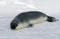 HOODED SEAL cystophora cristata, PUP ON ICE FIELD, MAGDALENA ISLAND IN CANADA