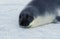 Hooded Seal, cystophora cristata, Pup standing on Icefield, Magdalena Island in Canada