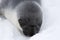 Hooded seal pup