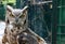 Hooded stare of Great horned owl