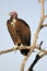 Hooded Vulture