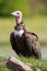 Hooded vulture. Critically endangered species of bird standing o