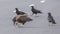 Hooded Vulture and Crows on Asphalt