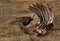 Hooded vulture feeding on carcass, Masai Mara