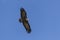 Hooded vulture in flight