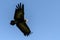 Hooded Vulture flying