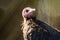 Hooded vulture with its face in closeup, critically endangered scavenger bird from the desert of Africa