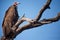 Hooded Vulture (Necrosyrtes monachus)