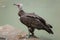 Hooded vulture (Necrosyrtes monachus).