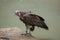 Hooded vulture (Necrosyrtes monachus).