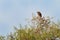 Hooded Vulture - Necrosyrtes monachus  Old World vulture in the order Accipitriformes, which also includes eagles, kites, buzzards