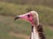 Hooded vulture (Necrosyrtes monachus) portrait