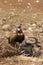 The hooded vulture Necrosyrtes monachus with the remnains of wildebeest. A smaller African vulture sitting next to a wildebeest