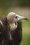 Hooded Vulture profile and close-up shot