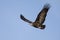 Hooded vulture soar in blue sky looking for food