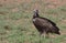 hooded vulture standing alert on ground in the wild savannah of buffalo springs national reserve, kenya