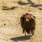 Hooded vulture, tropical scavenger bird from the desert of Africa, critically endangered animal specie