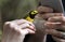 Hooded Warbler Bird Banding