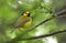 Hooded Warbler bird in the forest at Tallulah Gorge State Park, Georgia USA