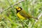 Hooded warbler perching on a twig