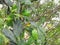 Hooded Warbler, Setophaga citrin. Perched on a cactus.