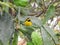 Hooded Warbler, Setophaga citrin. Perched on a cactus.