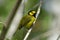 Hooded Warbler ( Wilsonia citrina )