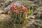 Hoodia in flower